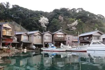 Bunga sakura di Ine