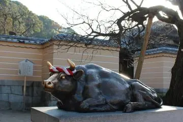 Se cree que tras acariciar la cabeza de la vaca, te traerá sabiduría y buena suerte para los exámenes.
