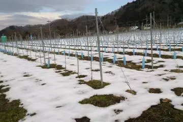 The vineyard.  The winery's first crop will grow here in autumn