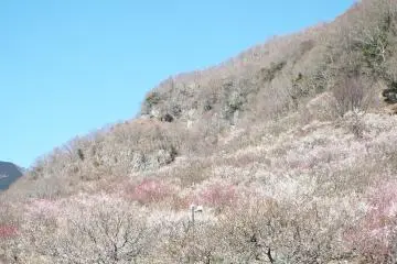 Coming back to Makuyama Park
