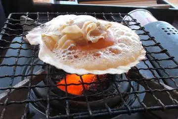 Scallops