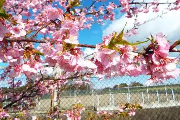 Kawazu-Zakura along the fence