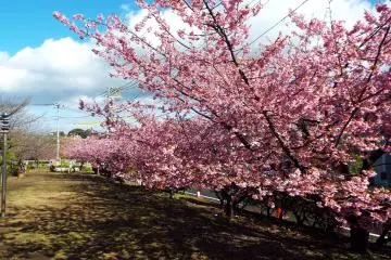 Kawazu-Zakura and the blue sky