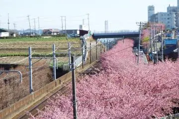 Kawazu-Zakura all the way into the distance