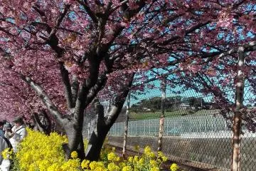 Kawazu-Zakura tunnel