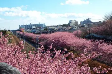Kawazu-Zakura in abundance