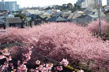 Kawazu-Zakura and the town behind them