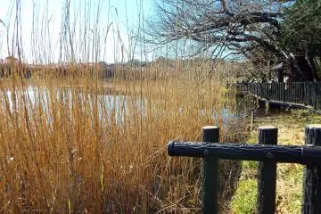Pond