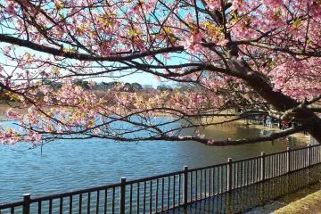 Kawazu-Zakura and pond