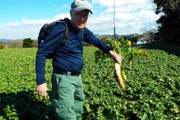 Picking my own daikon