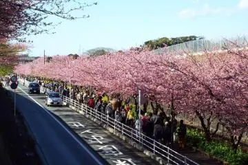 Kawazu-Zakura along the road from the station