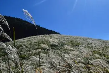 Perfect combination of sunlight and silver grass (Photo: Odilia Djoenar)