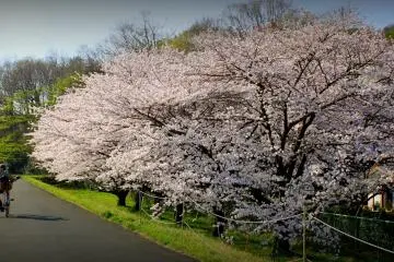 A Glimpse of Hamura City
