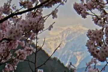 The northern most peak in the Southern Japanese Alps framed by sakura