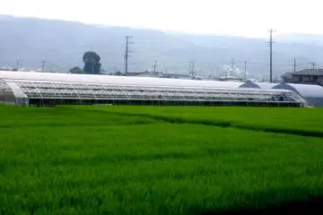 Sawah hijau yang tidak terbatas