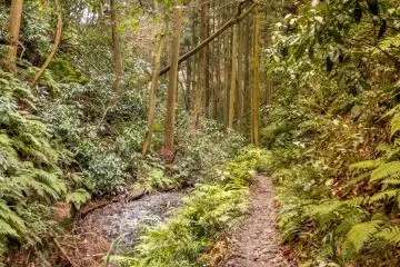 The latter part of this hike will descend down the other side of this mountain through another section of forest