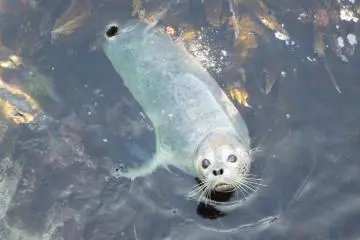 Sea lion posing for picture