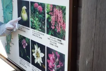 Alpine flowers on Rebun Island