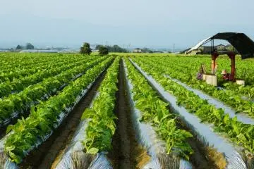 Une plantation de tabac