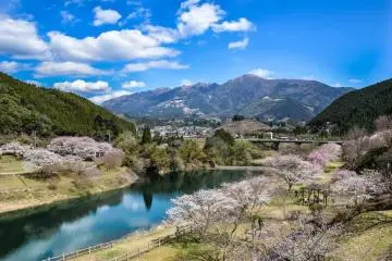 Des fleurs de cerisier à Mizukami