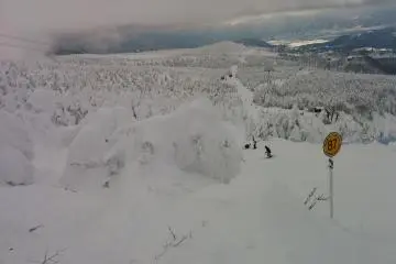 Snow-covered trees all around