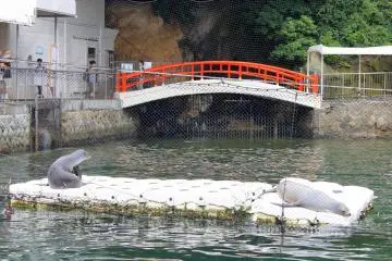 Sea lions relaxing on a lazy afternoon, mindless of the people staring at them