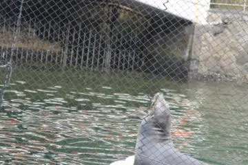 "I am beautiful! No matter what they say," hums the seal to the song of Christina Aguilera.