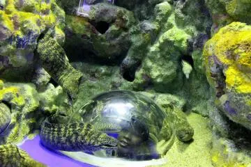 Go eye-to-eye with Ursula's babies...