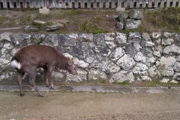 Sehari di Nara
