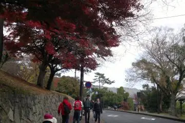 Pohon-pohon dengan dedaunan merah menghias jalan-jalan di Nara saat musim gugur