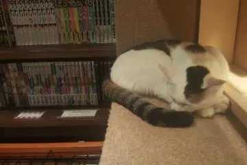 고양이와 책
