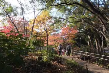 Fall at a Yokohama park
