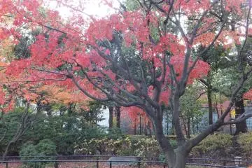Another park in the outskirts of the city