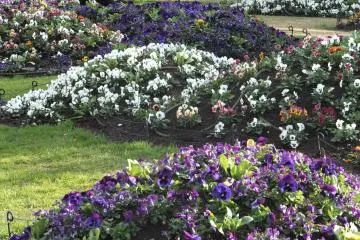 Floral Display at Yamashita Park