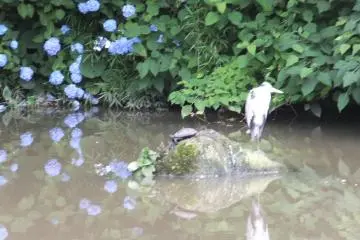 Herron and turtle - a common scene at the parks in the city