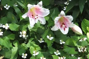 Flowers are everywhere