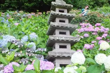Flowers in Kamakura