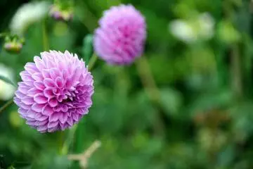 Mt Hiei Flowers