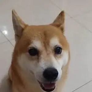 余俊霆