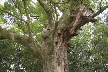 A large, ancient tree