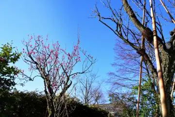 꽃이 피는 자두나무 발견!