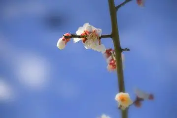 매화