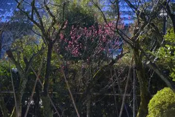 진한 분홍색
