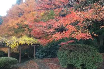 Warna-warni musim gugur di Shinjuku Gyoen