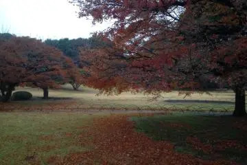 Daun yang berguguran di Shinjuku Gyoen