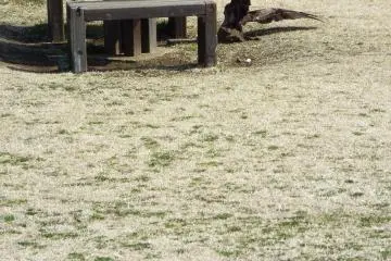 Kite who grabbed my breakfast