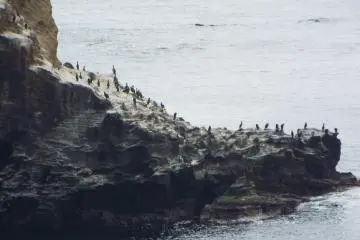 Cormorants and Pacific Reef Herons