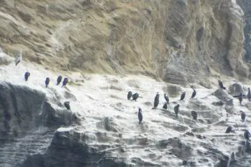 Cormorants and Pacific Reef Herons - Look on the left for the Heron.