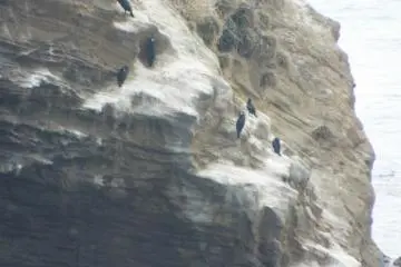 Cormorants and Pacific Reef Herons - Bottom right for the Heron