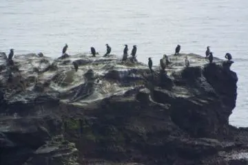 Cormorants and Pacific Reef Herons